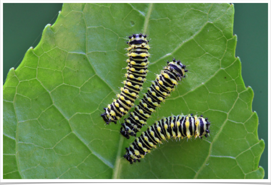 Callosamia promethea
Promethea Moth (early instar)
Bibb County, Alabama